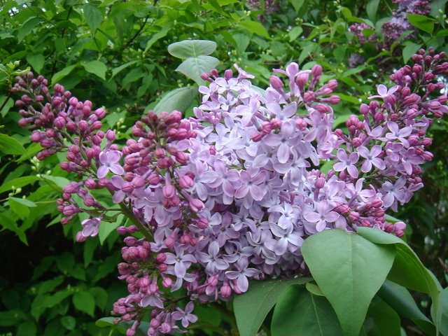 Syringa vulgaris (2)